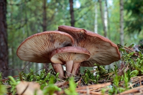 Fungi_1
